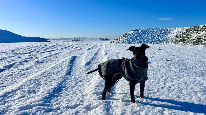 sneeuw hond billie manchester terriër nieuws ijs koud brabant