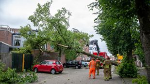 boom omgewaaid Roosendaal