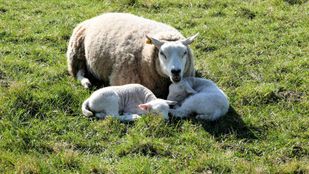 Stockfoto: Pixabay - Leonie Schoppema