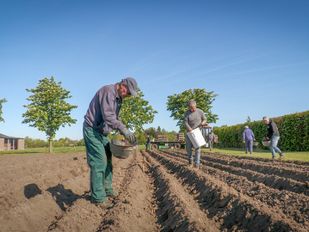 Van knol tot corso: werk op de velden is begonnen