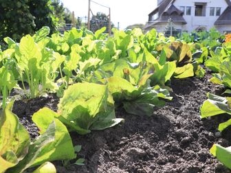 De gewassen in de moestuin staan er goed bij. (Foto: ZuidWest Update)